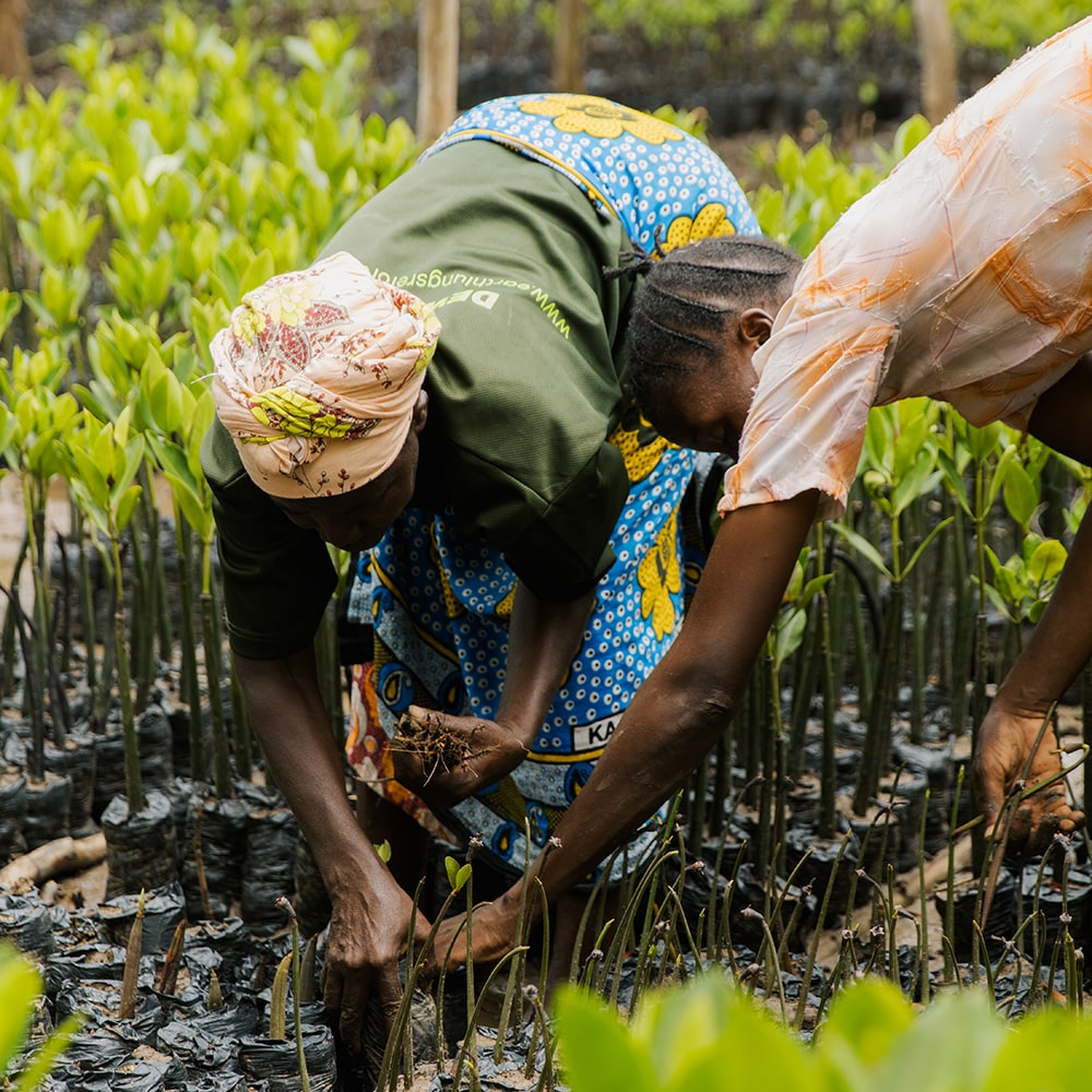 Plant et træ sammen med MerlePerle